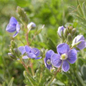 Veronica officinalis, Wald-Ehrenpreis (UG 04) - BIO