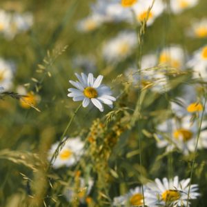 Leucanthemum vulgare, Wiesen-Margerite (UG 04) - BIO