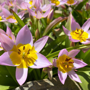 Tulipa saxatilis, Felsen-Tulpe - BIO