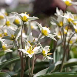 Tulipa turkestanica, Turkestanische Tulpe - BIO