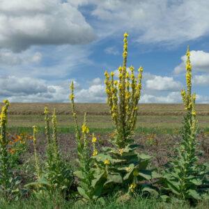 grossbluetige-koenigskerze-verbascum-densiflorum_03_adobestock_364662310