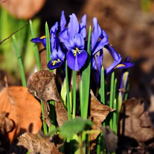 iris_reticulata_1_lr