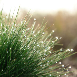 Festuca ovina, Echter Schaf-Schwingel (UG 20)