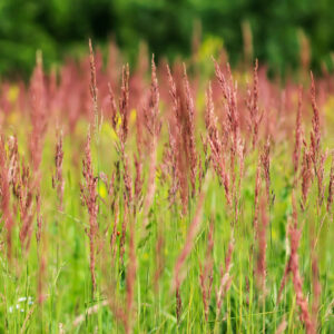 Festuca rubra, Gewöhnlicher Rot-Schwingel (UG 04) - BIO