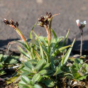 Luzula campestris, Feld-Hainsimse (UG 04)